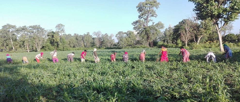 Slider Image: वीउ उत्पादनको लागि टियोसेन्टी घाँस गोडमेल